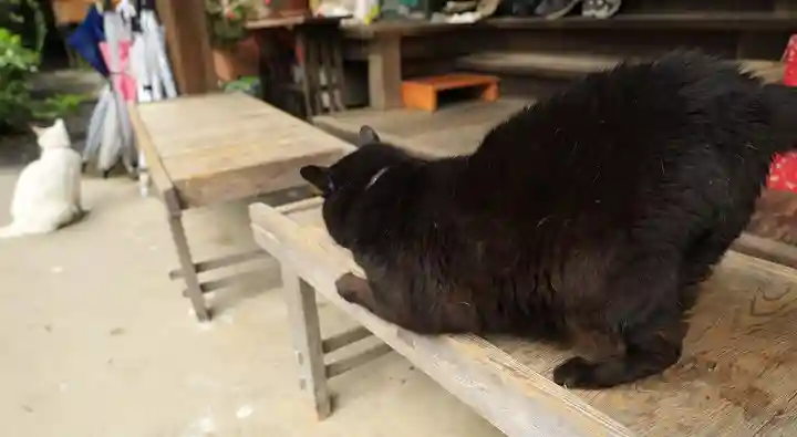 梅宮大社の動物