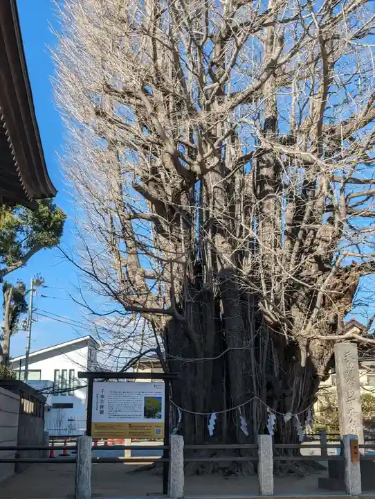 葛飾八幡宮(千葉県)