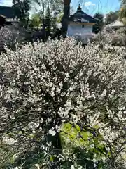 道明寺天満宮(大阪府)