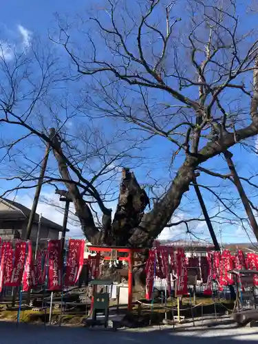 秩父今宮神社の自然