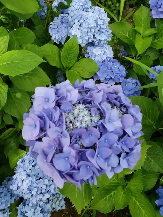 磐井神社(東京都)