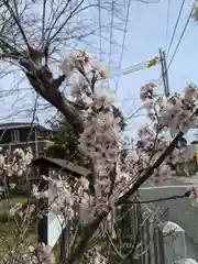 白髭神社の自然