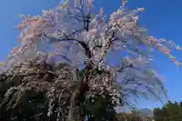 正観音堂の自然