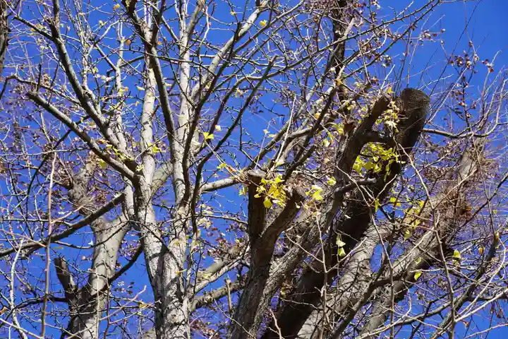 阿邪訶根神社の自然