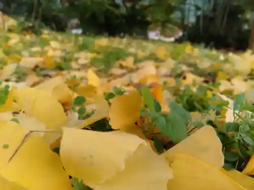 國分寺（国分寺）の自然