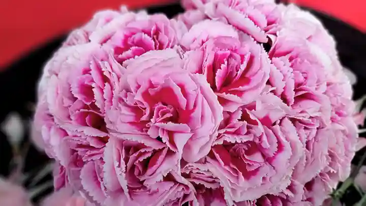 阿邪訶根神社の自然