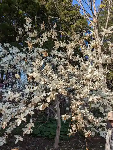 北海道神宮の自然