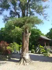 吉祥寺(茨城県)