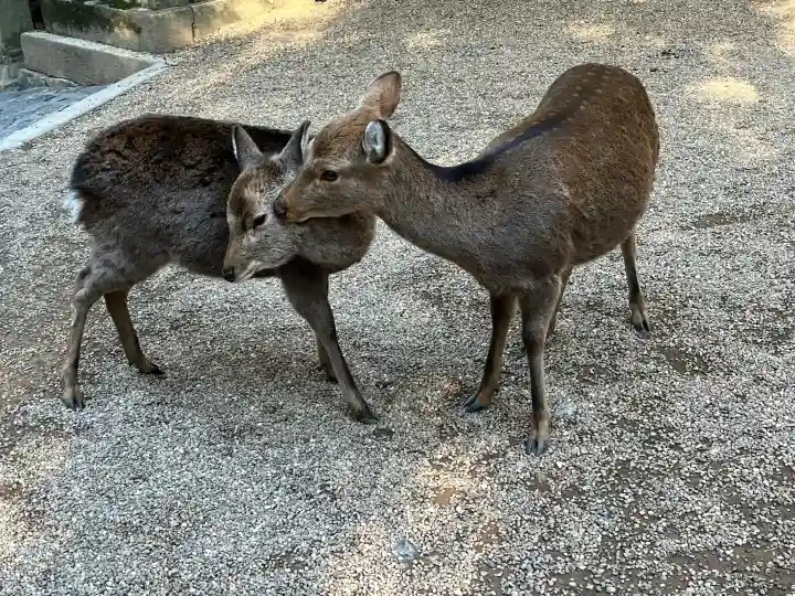 春日大社の{uncategorized: "未分類", other: "その他", undefined: "問題あり", building: "その他建物", grave: "お墓", sacred_gate: "鳥居", guardian: "狛犬", statue: "像", buddha: "仏像", history: "歴史", nature: "自然", garden: "庭園", animal: "動物", pagoda: "塔", temizu: "手水舎", mountain_gate: "山門・神門", sanctuary: "本殿・本堂", subordinate: "末社・摂社", art: "芸術", scenery: "景色", jizo: "地蔵", ema: "絵馬", goshuin: "御朱印", omikuji: "おみくじ", items: "授与品その他", amulet: "お守り", goshuincho: "御朱印帳", eats: "食事", festival: "お祭り", votive_dance: "神楽", shichigosan: "七五三参", wedding: "結婚式", experience: "体験その他", initially: "初詣", around: "周辺", anti_infection: "感染症対策"}