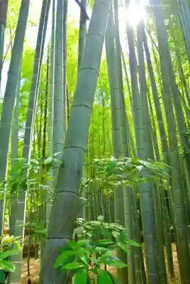 報国寺(神奈川県)