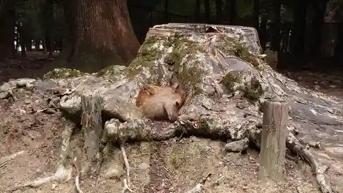 春日大社(奈良県)