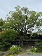 飛幡八幡宮の自然