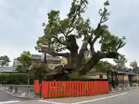藤木社(賀茂別雷神社末社)の{uncategorized: "未分類", other: "その他", undefined: "問題あり", building: "その他建物", grave: "お墓", sacred_gate: "鳥居", guardian: "狛犬", statue: "像", buddha: "仏像", history: "歴史", nature: "自然", garden: "庭園", animal: "動物", pagoda: "塔", temizu: "手水舎", mountain_gate: "山門・神門", sanctuary: "本殿・本堂", subordinate: "末社・摂社", art: "芸術", scenery: "景色", jizo: "地蔵", ema: "絵馬", goshuin: "御朱印", omikuji: "おみくじ", items: "授与品その他", amulet: "お守り", goshuincho: "御朱印帳", eats: "食事", festival: "お祭り", votive_dance: "神楽", shichigosan: "七五三参", wedding: "結婚式", experience: "体験その他", initially: "初詣", around: "周辺", anti_infection: "感染症対策"}
