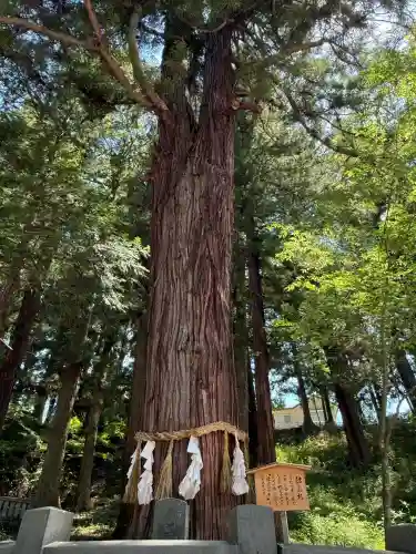 諏訪大社下社春宮(長野県)