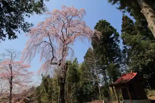 愛宕神社の自然