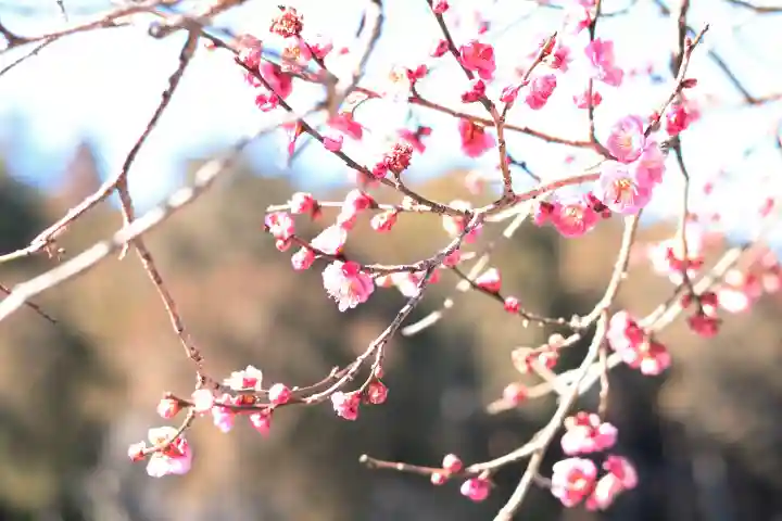 高麗神社の{uncategorized: "未分類", other: "その他", undefined: "問題あり", building: "その他建物", grave: "お墓", sacred_gate: "鳥居", guardian: "狛犬", statue: "像", buddha: "仏像", history: "歴史", nature: "自然", garden: "庭園", animal: "動物", pagoda: "塔", temizu: "手水舎", mountain_gate: "山門・神門", sanctuary: "本殿・本堂", subordinate: "末社・摂社", art: "芸術", scenery: "景色", jizo: "地蔵", ema: "絵馬", goshuin: "御朱印", omikuji: "おみくじ", items: "授与品その他", amulet: "お守り", goshuincho: "御朱印帳", eats: "食事", festival: "お祭り", votive_dance: "神楽", shichigosan: "七五三参", wedding: "結婚式", experience: "体験その他", initially: "初詣", around: "周辺", anti_infection: "感染症対策"}