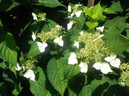 御霊神社の自然