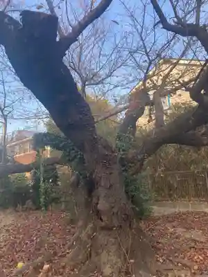 若宮八幡神社(神奈川県)