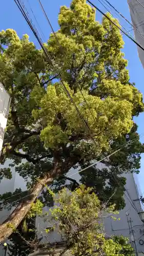 西新町天満社の自然