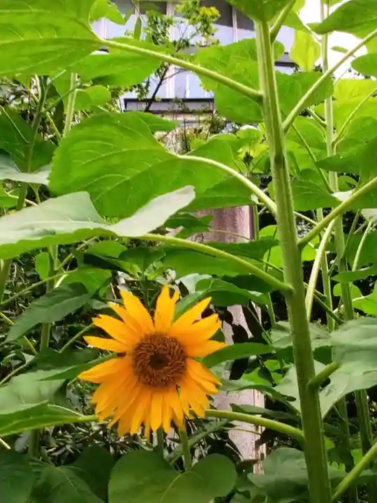 乃木神社(東京都)