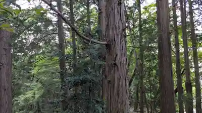 日枝神社の自然