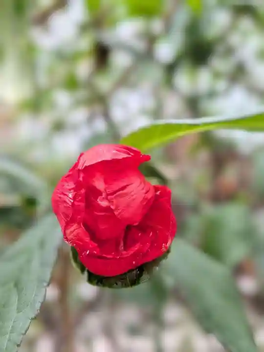 成子天神社(東京都)