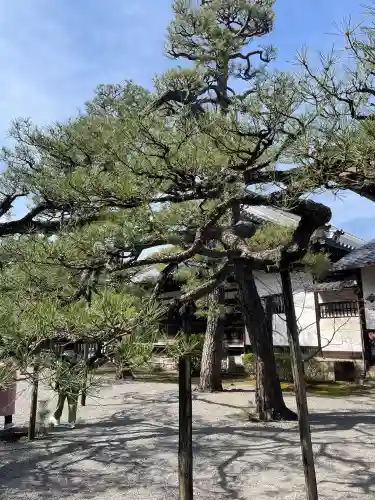 廬山寺（廬山天台講寺）の{uncategorized: "未分類", other: "その他", undefined: "問題あり", building: "その他建物", grave: "お墓", sacred_gate: "鳥居", guardian: "狛犬", statue: "像", buddha: "仏像", history: "歴史", nature: "自然", garden: "庭園", animal: "動物", pagoda: "塔", temizu: "手水舎", mountain_gate: "山門・神門", sanctuary: "本殿・本堂", subordinate: "末社・摂社", art: "芸術", scenery: "景色", jizo: "地蔵", ema: "絵馬", goshuin: "御朱印", omikuji: "おみくじ", items: "授与品その他", amulet: "お守り", goshuincho: "御朱印帳", eats: "食事", festival: "お祭り", votive_dance: "神楽", shichigosan: "七五三参", wedding: "結婚式", experience: "体験その他", initially: "初詣", around: "周辺", anti_infection: "感染症対策"}
