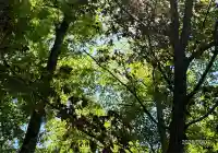 山中諏訪神社(山梨県)