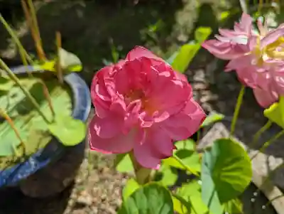 法金剛院(京都府)