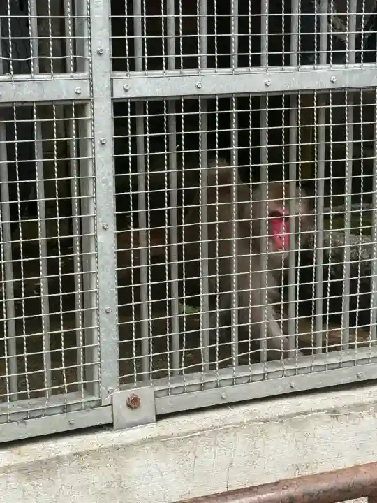 日吉大社の{uncategorized: "未分類", other: "その他", undefined: "問題あり", building: "その他建物", grave: "お墓", sacred_gate: "鳥居", guardian: "狛犬", statue: "像", buddha: "仏像", history: "歴史", nature: "自然", garden: "庭園", animal: "動物", pagoda: "塔", temizu: "手水舎", mountain_gate: "山門・神門", sanctuary: "本殿・本堂", subordinate: "末社・摂社", art: "芸術", scenery: "景色", jizo: "地蔵", ema: "絵馬", goshuin: "御朱印", omikuji: "おみくじ", items: "授与品その他", amulet: "お守り", goshuincho: "御朱印帳", eats: "食事", festival: "お祭り", votive_dance: "神楽", shichigosan: "七五三参", wedding: "結婚式", experience: "体験その他", initially: "初詣", around: "周辺", anti_infection: "感染症対策"}