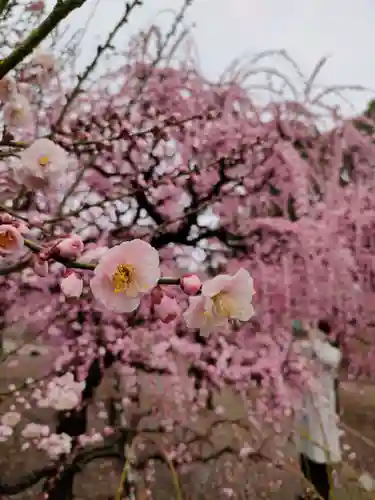結城神社の自然