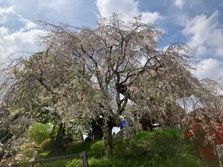 宗泉寺の{uncategorized: "未分類", other: "その他", undefined: "問題あり", building: "その他建物", grave: "お墓", sacred_gate: "鳥居", guardian: "狛犬", statue: "像", buddha: "仏像", history: "歴史", nature: "自然", garden: "庭園", animal: "動物", pagoda: "塔", temizu: "手水舎", mountain_gate: "山門・神門", sanctuary: "本殿・本堂", subordinate: "末社・摂社", art: "芸術", scenery: "景色", jizo: "地蔵", ema: "絵馬", goshuin: "御朱印", omikuji: "おみくじ", items: "授与品その他", amulet: "お守り", goshuincho: "御朱印帳", eats: "食事", festival: "お祭り", votive_dance: "神楽", shichigosan: "七五三参", wedding: "結婚式", experience: "体験その他", initially: "初詣", around: "周辺", anti_infection: "感染症対策"}