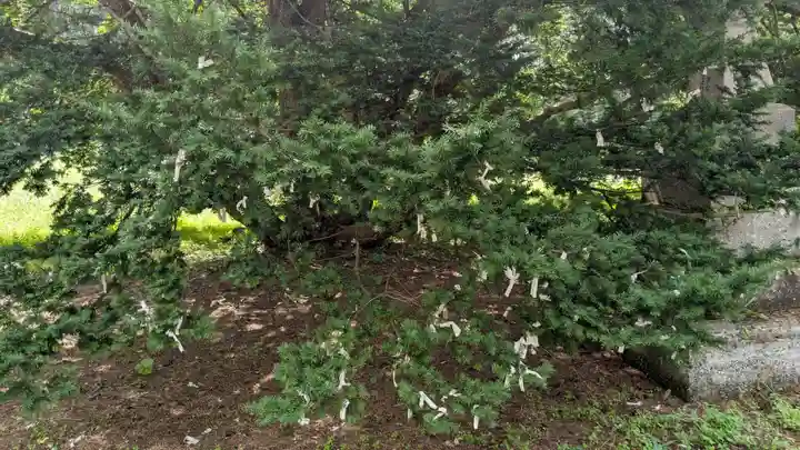 忠類神社のおみくじ