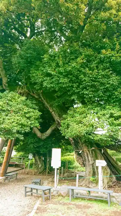 九重神社の自然