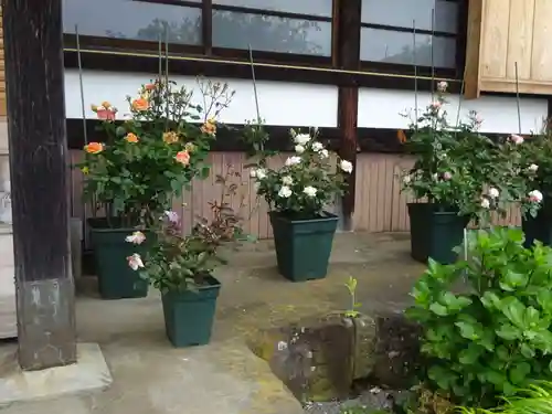 伊勢原 法泉寺の自然