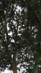 野木神社の動物