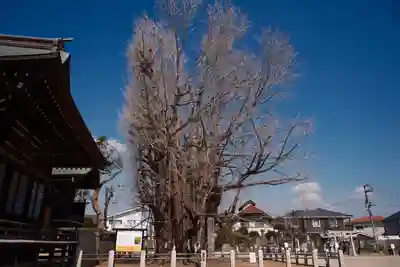 葛飾八幡宮(千葉県)