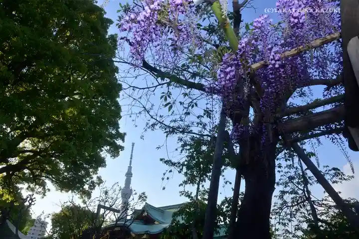 亀戸天神社のその他建物