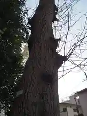 戸越八幡神社の自然