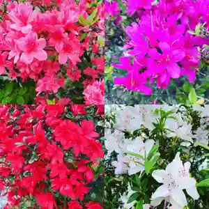 豊景神社の自然(2020年05月06日(水) 06時44分51秒投稿)