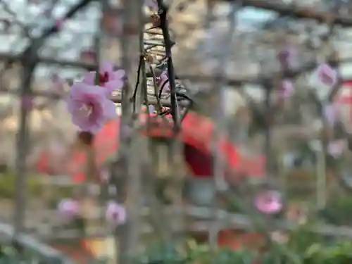 亀戸天神社の自然