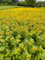 座間神社(神奈川県)