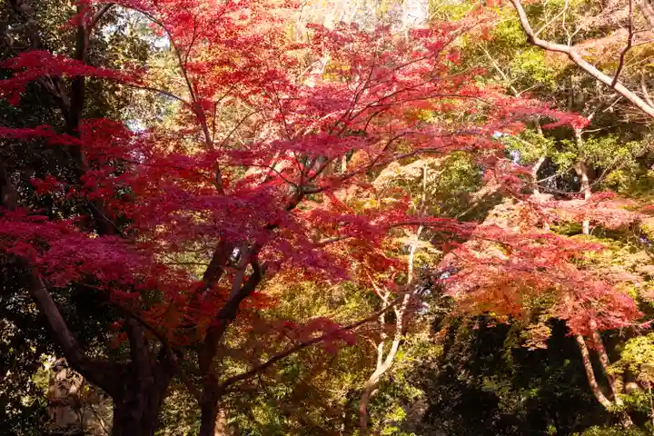 賀茂御祖神社(下鴨神社)(京都府)