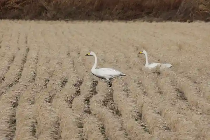 大鏑神社の動物