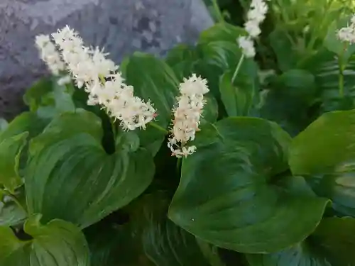 極楽山　浄土寺の自然