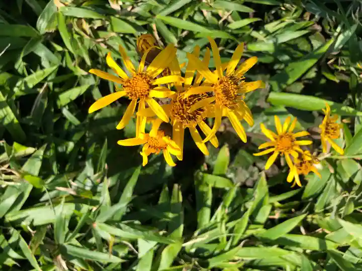 箱根元宮の自然
