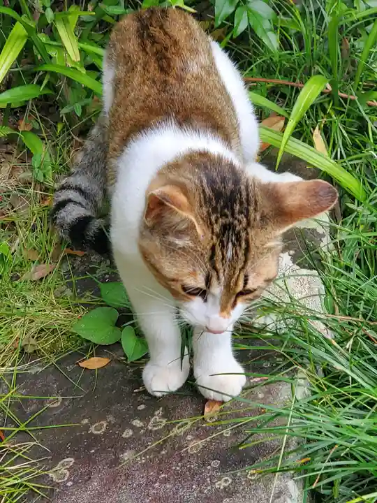 秩父札所三十二番 法性寺の動物
