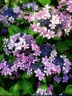 妙法寺(東京都)