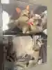 大井蔵王権現神社(東京都)