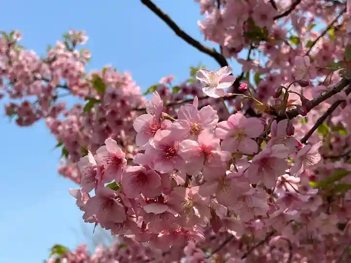 新井薬師(梅照院)(東京都)